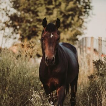 Demi-pension pour chevaux