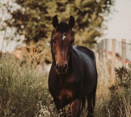 Demi-pension pour chevaux