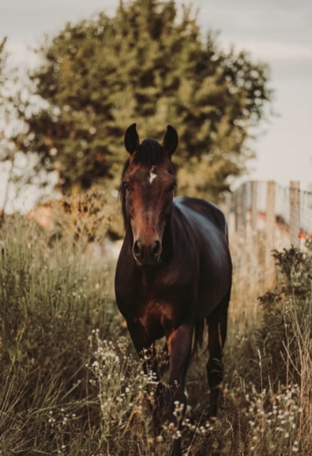 Demi-pension pour chevaux